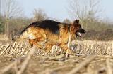BERGER ALLEMAND 923